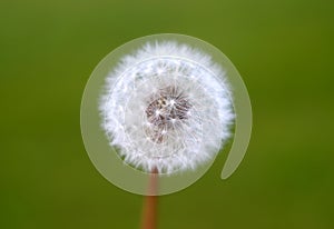 Dandylion seed head