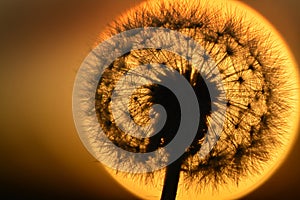 Dandylion In Sunlight with Seeds Detail Glowing Orange Sun