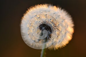 Dandylion In Sunlight with Seeds Detail