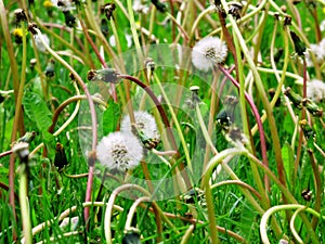 Dandylion Weeds