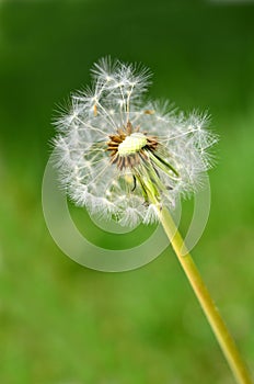 Dandylion Weeds