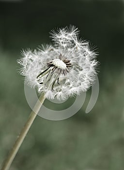 Dandylion Weeds