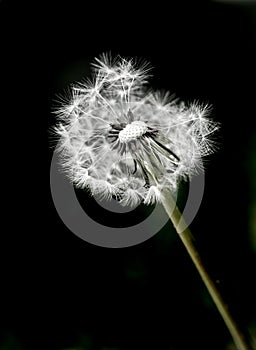 Dandylion Weeds and Black Background