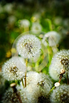 Dandylion Weeds in Field Growing