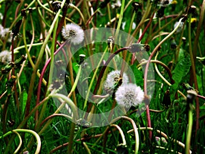 Dandylion Weeds