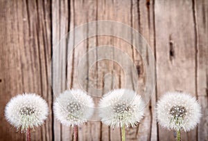 Danelion fluff on wooden background