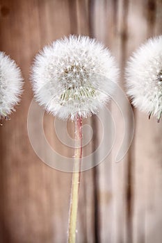 Danelion fluff on wooden background