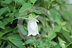 `Dang Shen` flower - Codonopsis Pilosula