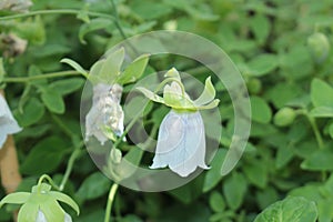 `Dang Shen` flower - Codonopsis Pilosula