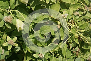 Dang shen or poor Man`s ginseng, Codonopsis pilosula photo