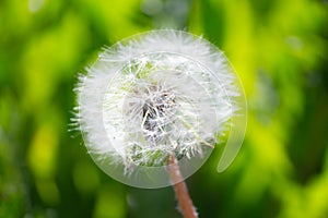 dangelion flower close up