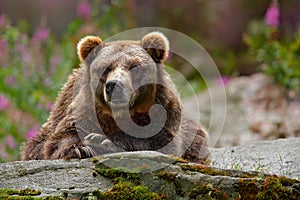 Danger animal in the nature habitat, Russia. Wildlife scene from nature. Bear with open muzzle, tongue and tooth. Portrait of brow