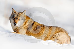 Danger animal in the snow. Winter scene with wolf in the forest. Gray wolf, Canis lupus, portrait with stuck out tongue, at white