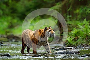 Danger animal, tajga in Russia. Tiger in the river. Tiger action wildlife scene, wild cat, nature habitat. Tiger running in water. photo