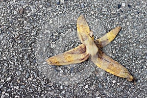 Danger of banana fruit on cement floor.