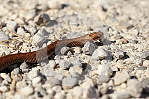 Danger brown crossed adder