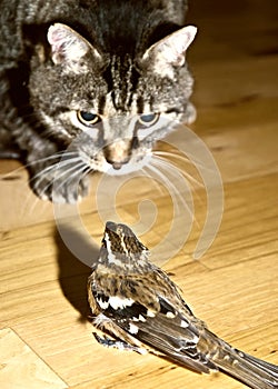 Pericolo  gatto un uccello 