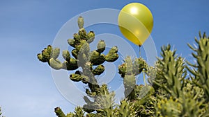 Danger concept, cactus can pop the balloon