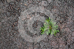 The danger of global warming. Close-up of green grass with cracked soil in dry season. Concept ecological disaster and drought