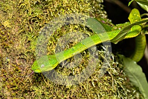 Danger green snake Bothriechis lateralis, Santa Elena, Costa Rica wildlife