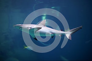 Danger Grey Reef Shark in the ocean