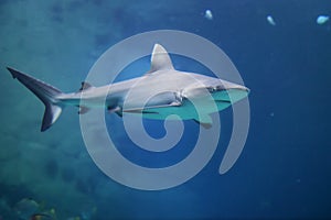 Danger Grey Reef Shark in the ocean