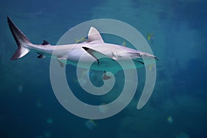 Danger Grey Reef Shark in the ocean