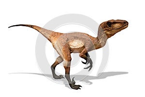 Portrait of a dinosaur called velociraptor on white background photo