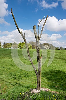 The Danger or Lone Tree for the Royal Newfoundland Regiment