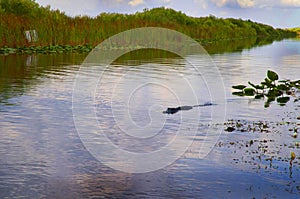 Danger lurks in the Everglades in Florida USA