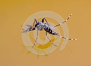 A danger mosquito