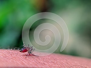 The danger of mosquito bites Malaria. Mosquitoes on people& x27;s skin.