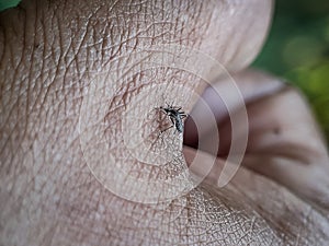 The danger of mosquito bites Malaria. Mosquitoes on people& x27;s skin. Leishmaniasis, Encephalitis, Yellow Fever, Dengue, Malaria