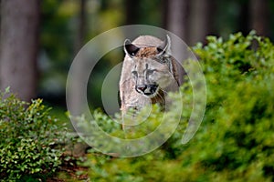 Danger Mountain Lion in the green forest