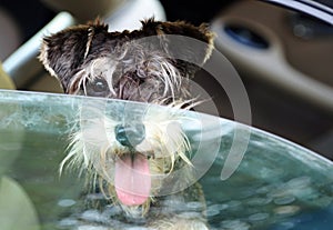 Danger puppy dog panting in hot car overheating in summer photo