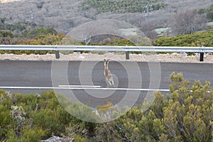 Danger on road. Wild animal crossing the road.