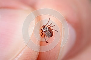 Danger of tick bite. Shows close-up mite in the hand.