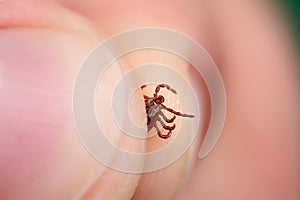 Danger of tick bite. Shows close-up mite in the hand.