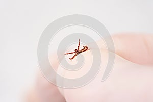 Danger of tick bite. Shows close-up mite in the hand in glove.