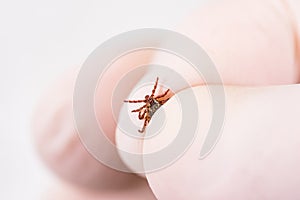 Danger of tick bite. Shows close-up mite in the hand in glove.