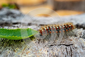 Danger to tree caterpillar eats green leaf