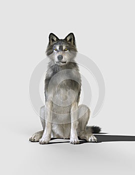 Danger wolf animal. Brown and Gray wolf