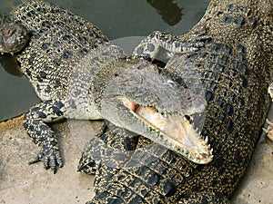 Dangerous alligator