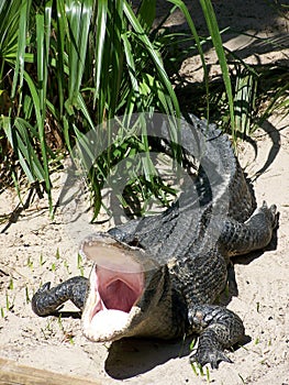 Dangerous alligator