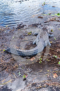 Dangerous alligator in Florida Everglades