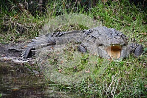 A Dangerous Alligator in Water