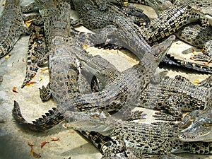 Dangerous alligators