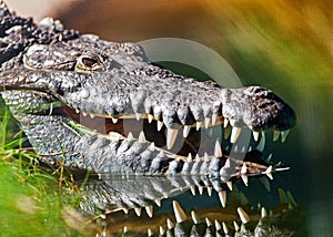 Dangerous American Crocodile In Water