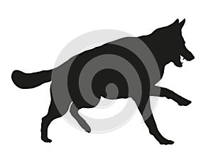 Dangerous and angry german shepherd dog puppy. Agressive dog. Black dog silhouette. Pet animals. Isolated on a white