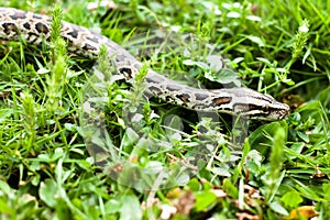 Dangerous animal (Burmese python) could be found between the green grasses on your backyard